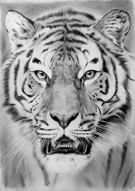 Pin by Bernadette Redmayne on Тигры | Tiger drawing, Animal drawings, Tiger art