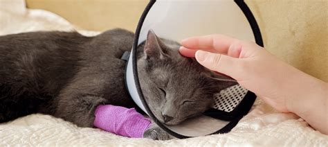 How to Heal Cat Wounds | Vetericyn