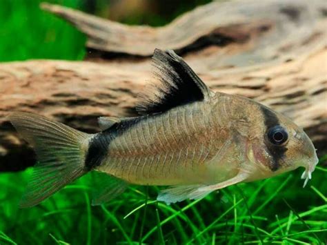 Corydoras metae Price: 9.10 GBP (Worldwide Shipping) https://diapteron.co.uk/product/corydoras ...