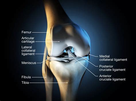 Cartilage Restoration & Repair | Jeremy Burnham, MD - Knee Specialist