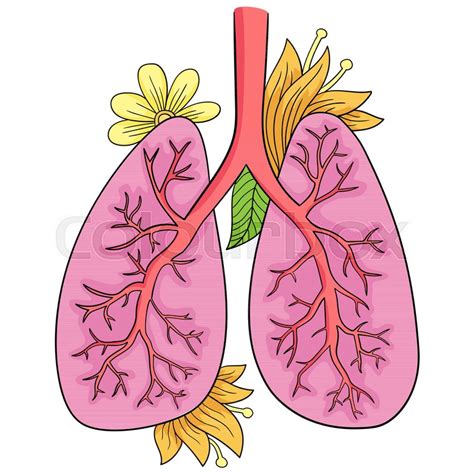 Lungs Drawing | Free download on ClipArtMag