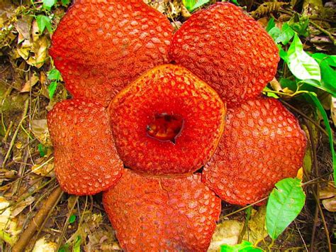 Sumatra Travel - Rafflesia Tour - 1-Day Tour - Sumatra EcoTravel