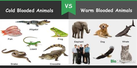 Difference between Cold-blooded and Warm-blooded Animals – Bio Differences