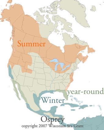 Migration pattern of ospreys in the Americas. Migration seems to be both an instinct and a ...