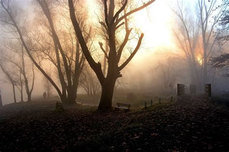 Sunrise in a Foggy Park by Mario Fumagalli - Image Abyss