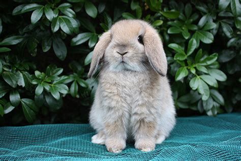 15 of the Best Pet Rabbit Breeds | PetHelpful