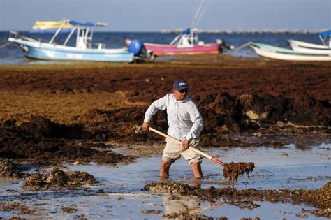 A giant seaweed bloom that can be seen from space threatens beaches in Florida and Mexico - ROFFS™