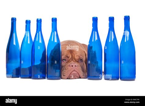 White dog whiskey Cut Out Stock Images & Pictures - Alamy