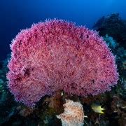 Tulamben Dive Sites - Famous For Its Marine Diversity