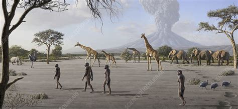 Laetoli fossil footprints scene, illustration - Stock Image - C040/2702 ...