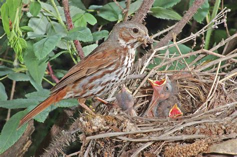 Fox Sparrow at nest Photograph by Damon Calderwood - Pixels