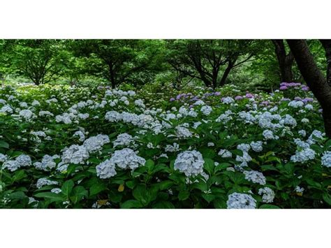 Shade-Loving Hydrangeas Varieties: The Ultimate Guide to Boost Your ...