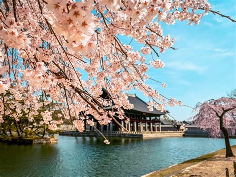 10 Secret Spots To See Cherry Blossoms In Seoul In Total Peace » Travel ...