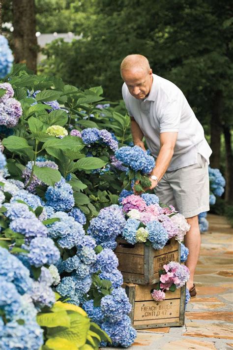 Hydrangea Care ã Pruning & Blooming Tips