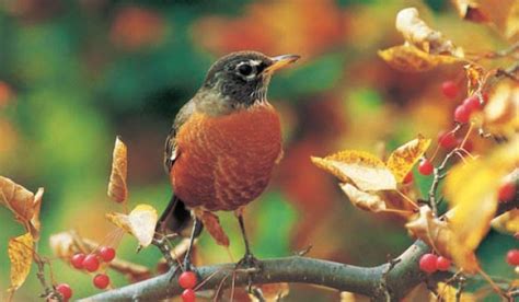 American Robin habitat ~ Birds Earth - World birds online