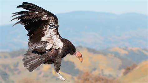 California Condor | Audubon Field Guide