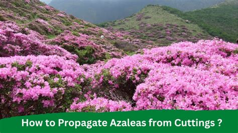 How to Propagate Azaleas from Cuttings?