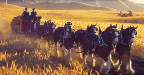 Remember the Budweiser Clydesdales? Behind-the-scenes footage shows ...