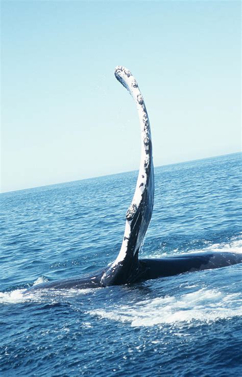 Humpback Whale's Flipper Photograph by Christopher Swann/science Photo ...