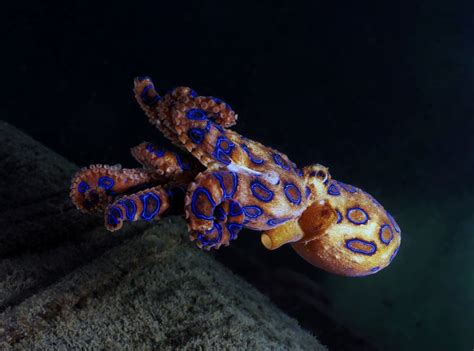 Venomous Blue-Ringed Octopus Bites Woman on Popular Beach