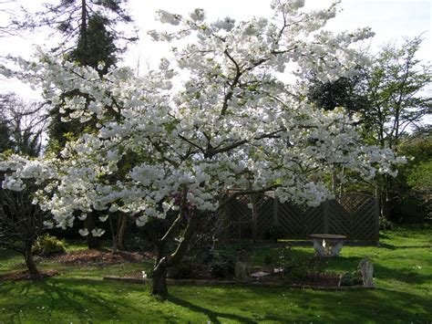 Cherry Stella Fruit Dwarf Tree | Fruit Trees