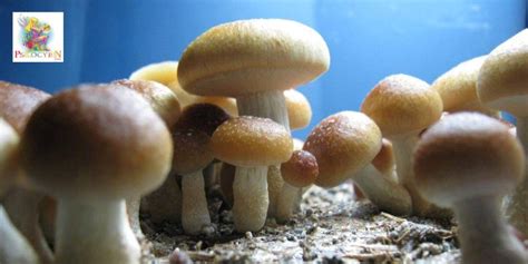 10 Facts about the fastest-growing cubensis strains