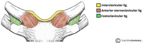 The Sternoclavicular Joint - Structure - Movement - TeachMeAnatomy