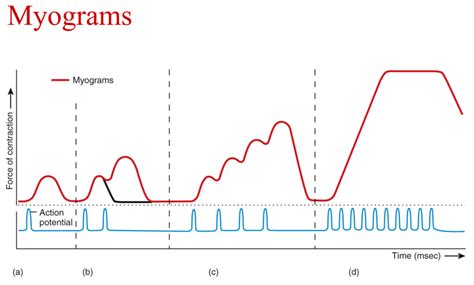Ch 10 muscular tissue - Myogram diagram Diagram | Quizlet