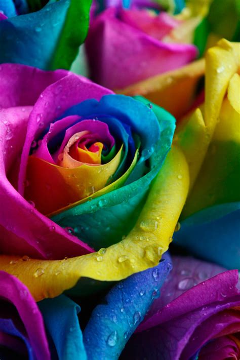 Rainbow Roses, Rainbow Roses Delivery, Tie Dye Roses