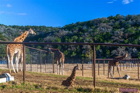 Natural Bridge Wildlife Ranch - Travel - celebrategalveston.com