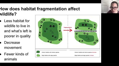 Wildlife, Habitat Fragmentation, and You - YouTube