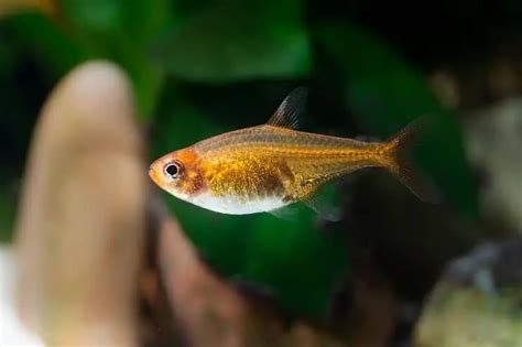 Ember Tetra: Is The Fire Tetra Right For Your Aquarium? | Fishkeeping World