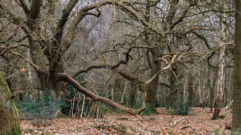 Sherwood Forest in England - maps and trails + photos