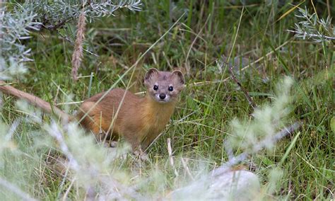 Pale Weasel, Palam Bridge, Leh, Ladakh, Jammu and Kashmir | Conservation India