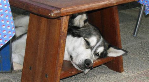 My Dog Is Acting Strange And Hiding. A unique and helpful guide – Happy ...