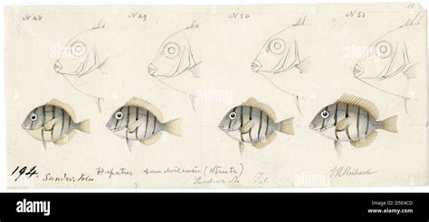 Drawing of fish observed in the Hawaiian Islands Stock Photo - Alamy