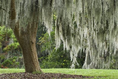 Spanish Moss in a Live Oak Tree Stock Photo - Image of nature, outdoors: 3834380