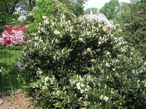 Mountain Laurel (Cherry Laurel) | Laurel plant, Outdoor gardens, Woodland garden