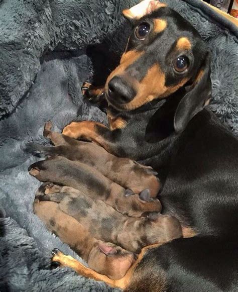 Baby sausage dogs | Dachshund, Dog love, Dogs