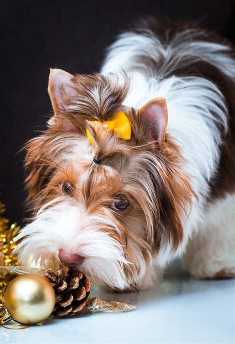 Biewer Yorkshire Terrier and Christmas Decorations Stock Photo - Image of portrait, decoration ...