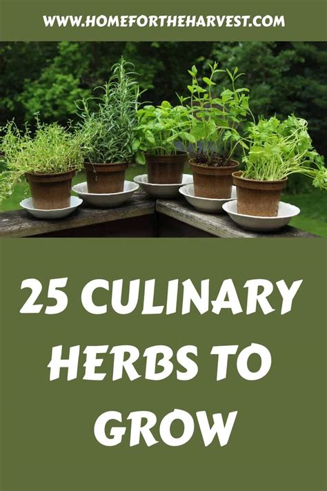 25 culinary herbs 🌿 🍲 Elevate your dishes with flavorful additions