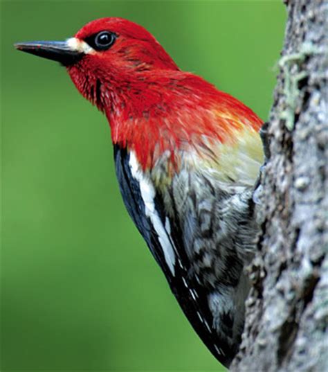 Bird Species - Red-breasted Sapsucker