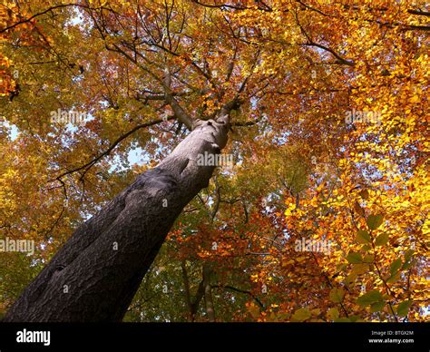 Autumn Colour in Burnham Beeches Forest, Buckinghamshire, UK Stock ...