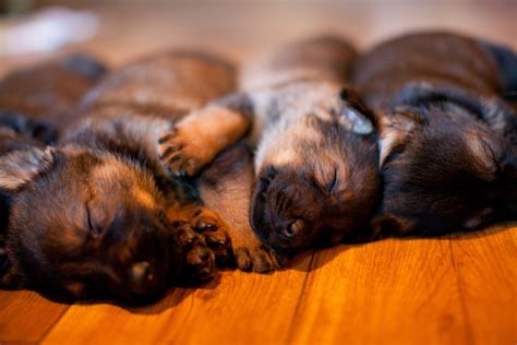 German Shepherd Puppies For Sale | Vom Banach K9