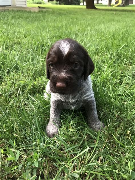 German Wirehaired Pointer Puppies For Sale | Orange City, IA #302615