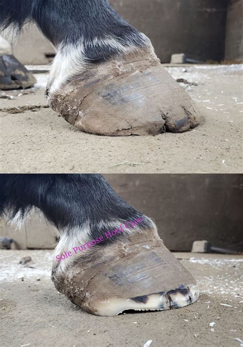 The Worst Trimming Rule - Sole Purpose Hoof Care