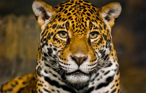 Wallpaper face, predator, Jaguar, bokeh, closeup images for desktop, section кошки - download