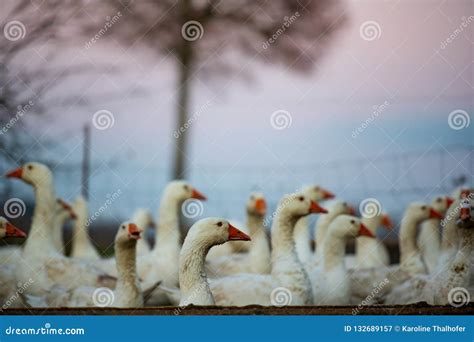 Flock of Birds. Geese in the Sunset Stock Image - Image of farming, farmyard: 132689157