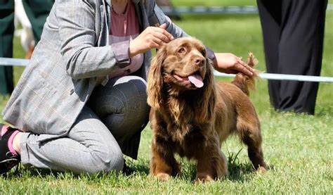 How Much Exercise Does A Sussex Spaniel Need? - Easy Spaniel Training