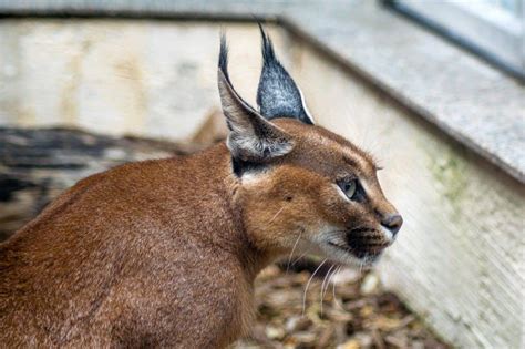 Man Caught Trafficking Rare And Endangered Exotic Cats Into The U.S. - Cole & Marmalade